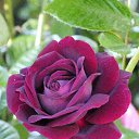 ���� �������, ������, 79 ��� - ��������� 16 ������� 2015