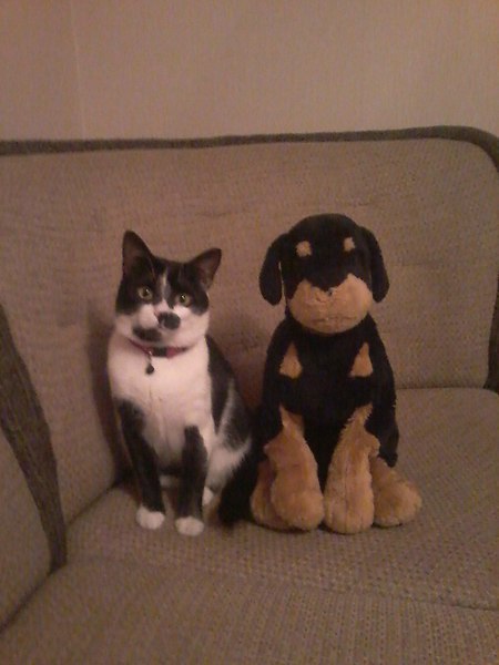 Мы с Полканом на границе