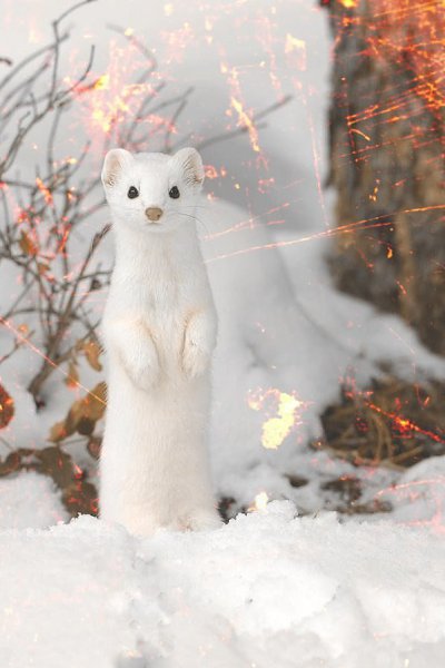 -     ,     .    - 4