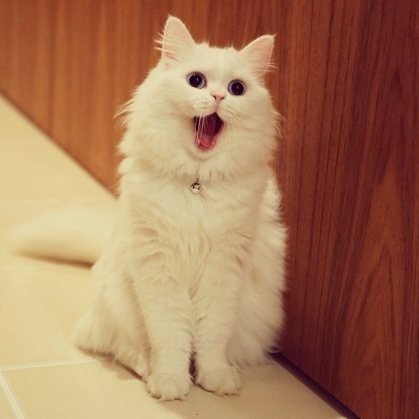 :3