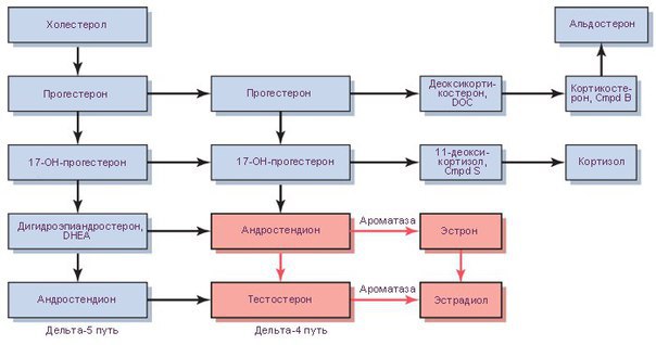 Гормоны и их действие. Мелатонин - твой сон. Аденозин - нейромедиатор приятной усталости. Эндорфин - ...