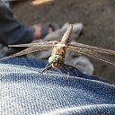 ���� �����, ������������, 55 ��� - ��������� 24 ������� 2015 � ������ �������� ������