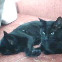 ���� K1 ( ���� ), �����, 50 ��� - ��������� 1 ������ 2016 � ������ �Milakove�