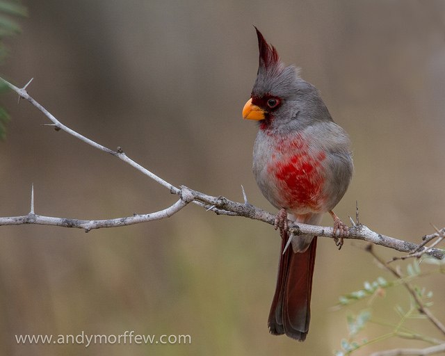  Pyrrhuloxia