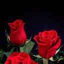 ���� ������, ����, 46 ��� - ��������� 10 ������� 2015 � ������ ������ ��������