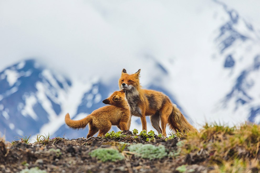      2015-   National Geographic  National Geographic ... - 8