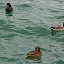  , , 60  -  25  2015   24.10.15.  ,.