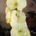 ���� Lora, ������� - ��������� 2 ������ 2015 � ������ ������ ��������