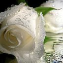 ���� Ani, ������ - ��������� 26 ������ 2015 � ������ ������...�