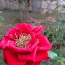 ���� ����, ������������ - ��������� 31 ������ 2016 � ������ ���� ����������