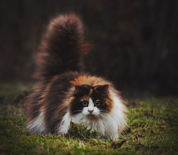    :3