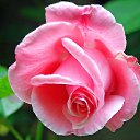 ���� Ani, ������ - ��������� 24 ������� 2015 � ������ ������...�