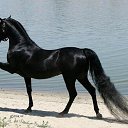 ���� Aleks, ����� ������� - ��������� 12 ������� 2015 � ������ �HORSES�