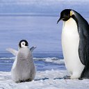 ���� ������, ������������, 32 ���� - ��������� 10 ������ 2016 � ������ �Xxx�