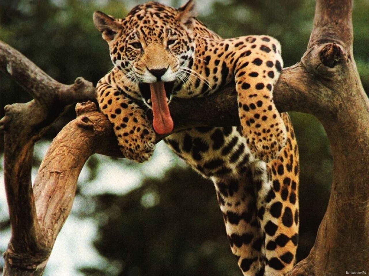 Очень много крупных и быстрых животных. Панарский леопард. Гепард леопард Ягуар. Берберийский леопард. Ягуар животное.
