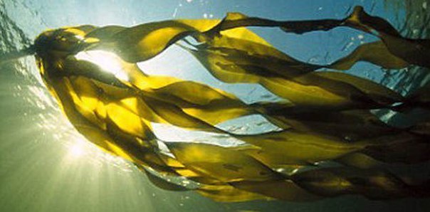 Чудесные свойства водорослей... Морская капуста, которая не так уж часто появляется в нашем доме – ...