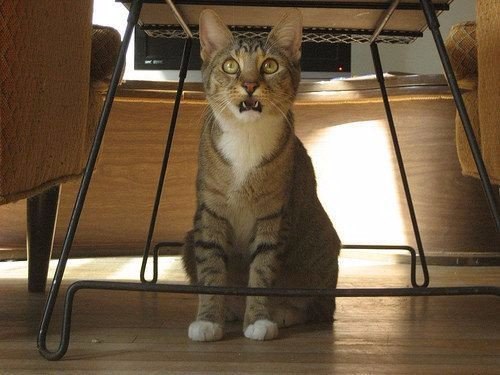  .#animal@travel.blog - 6