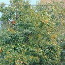 ���� ����, ������, 65 ��� - ��������� 18 ������ 2015 � ������ ���� ����������