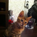 ���� �������, ����, 55 ��� - ��������� 21 ������ 2015 � ������ ���� ����������