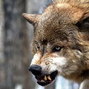 ���� ������, �����-���������, 46 ��� - ��������� 1 ������� 2015 � ������ ������ ��������