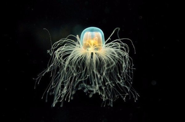 Бессмертная медуза Turritopsis Nutricula – единственное бессмертное существо на Земле.