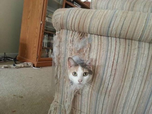 10 животных, которые не ждали, что хозяин придёт так рано - 2