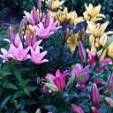 ���� ���������, ������ - ��������� 27 ������� 2015 � ������ �������