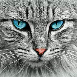 ���� �����, ����������� ����, 31 ��� - ��������� 12 ������ 2016