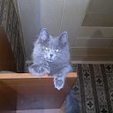 ���� Alex, ������� - ��������� 28 ������ 2015 � ������ ������ ��������