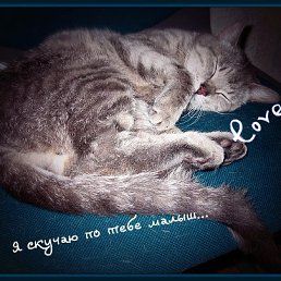 ����, �����-���������, 36 ���