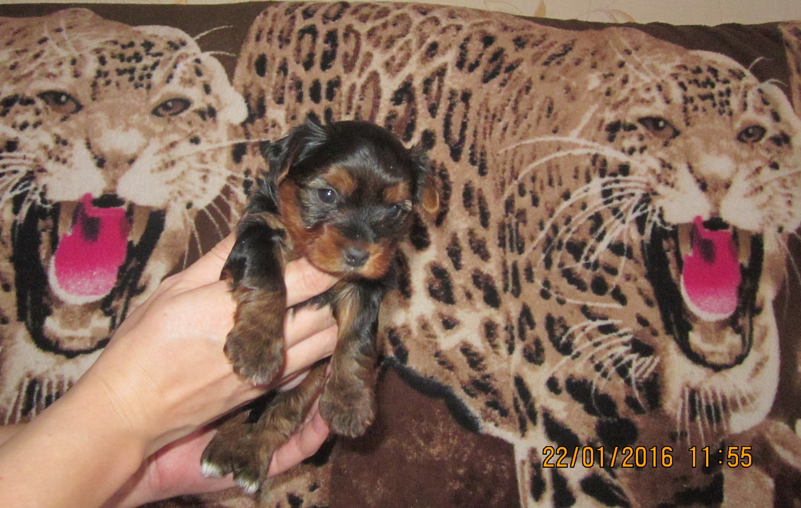 ,  ,  25,12,2015 . - 3