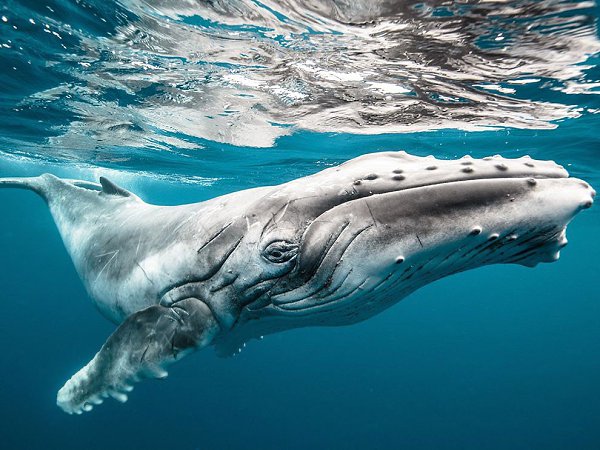 В объективе лучшие фотографии августа 2015-го от журнала National Geographic и National Geographic ... - 10