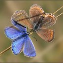 ���� Lee, ������ - ��������� 13 ������ 2015 � ������ �������)))�