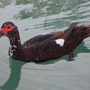 ���� �����, ������ - ��������� 2 ������� 2015 � ������ ������ ��������