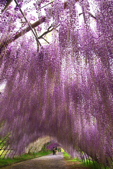     (Kawachi Fuji Garden),     ... - 3