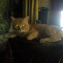 ���� Dmitriy, ���������������, 37 ��� - ��������� 11 ������� 2015 � ������ ���� ����������