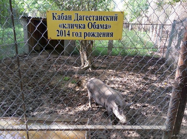 Такой милый зверь живет в небольшом зверинце, на юге Дагестана