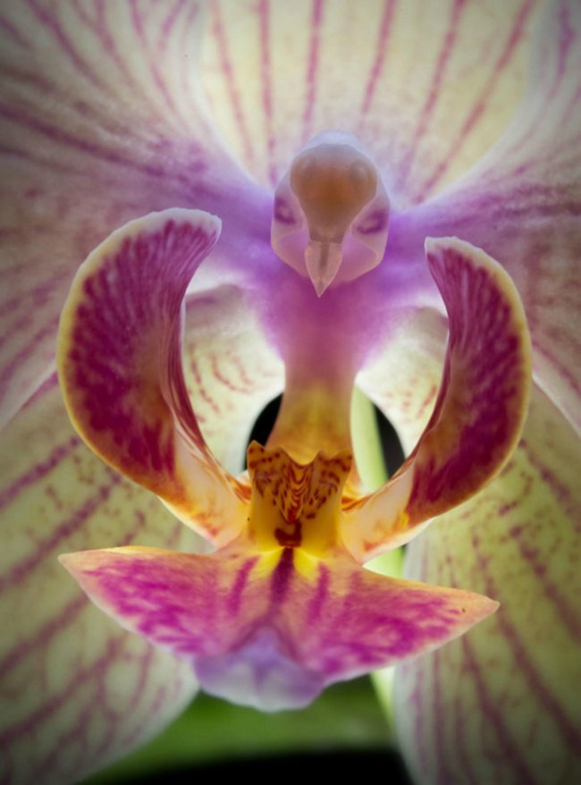   (Phalaenopsis)