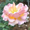 ���� Aru, �������� - ��������� 2 ������� 2015 � ������ �FLOWERS�