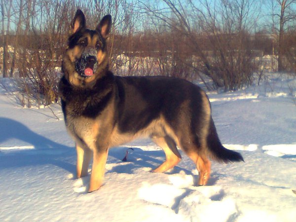 ������ ������ - 3 ������� 2015 � 12:03 - 2