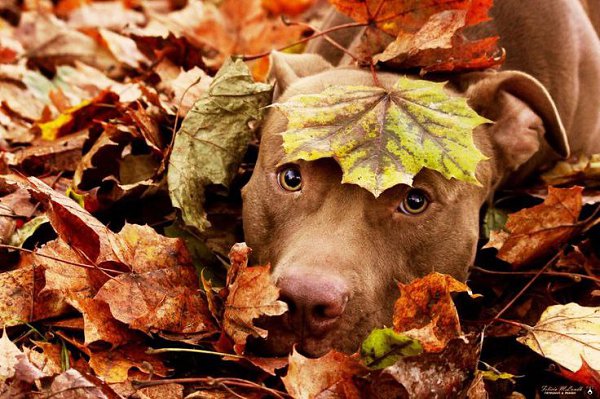 ������ ������ - 29 �������� 2015 � 14:34