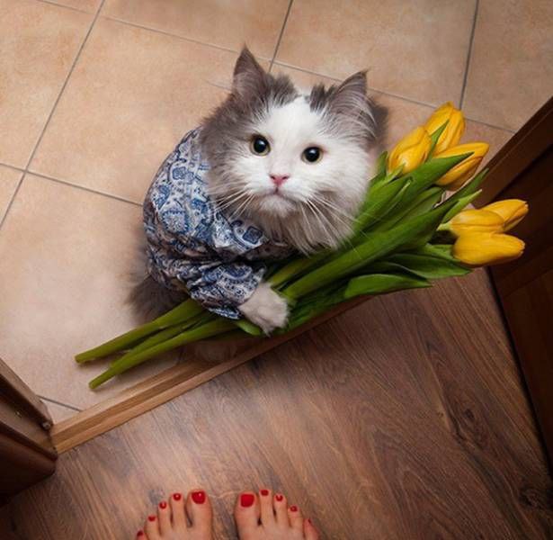 CATS OF ALL - 8  2016  12:01
