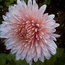 ���� ��������, ������� ��������, 68 ��� - ��������� 20 ������� 2016 � ������ ���� ����������