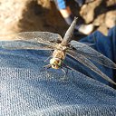 ���� �����, ������������, 55 ��� - ��������� 24 ������� 2015 � ������ �������� ������