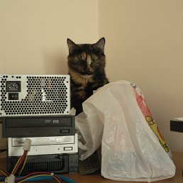 �������, ����-���