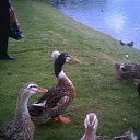 ���� ���������, ������ - ��������� 31 ������� 2015 � ������ ���� ����������