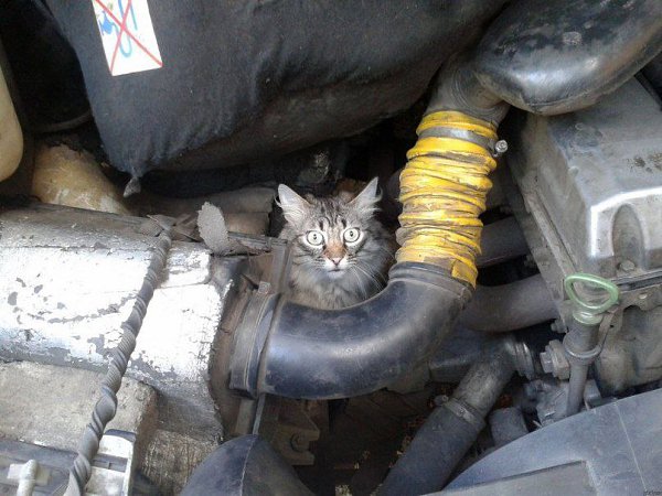 ВОДИТЕЛЬ! ПРОВЕРЬ СВОЕ АВТО ПЕРЕД ПОЕЗДКОЙ!!! ПОД КАПОТОМ МОГУТ ГРЕТЬСЯ КОШКИ!!! СОХРАНИ ... - 2