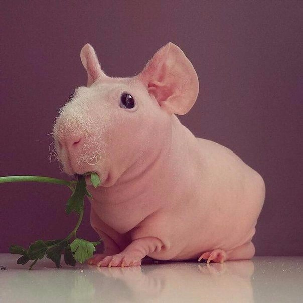   .#animal@travel.blog
