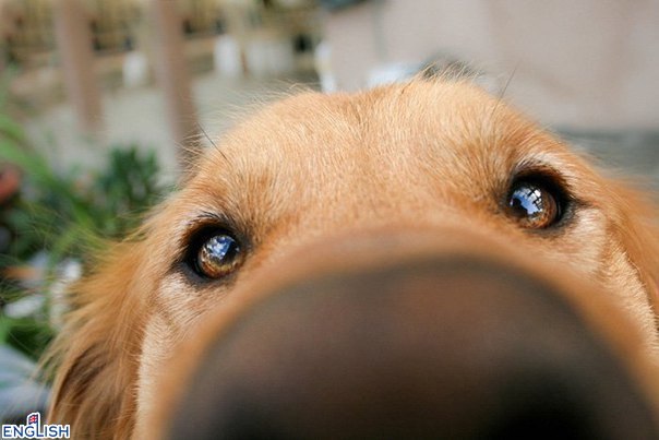 Curious noses - 10