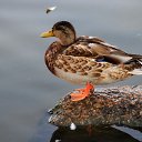���� ��������, �����, 77 ��� - ��������� 10 �������� 2016 � ������ ����� � �������� ��������� � ������ ����ͻ